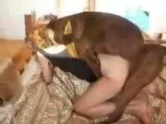 A good dog turns evil.